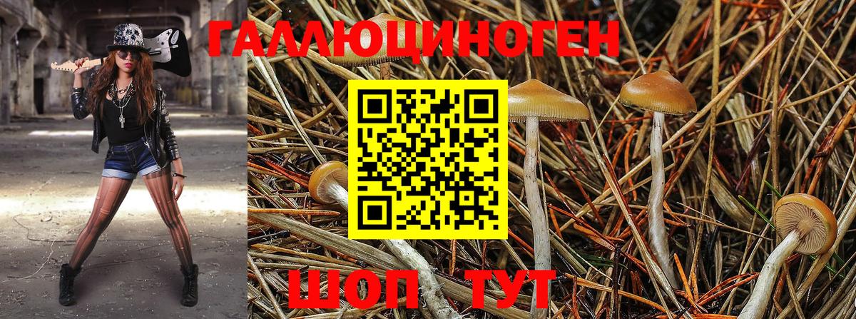 Галлюциногенные грибы Psilocybe Махачкала